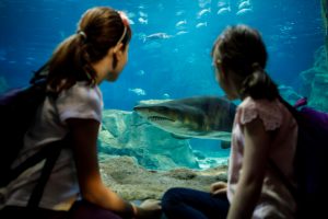 Kids Looking at Shark Teeth